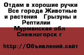 Отдам в хорошие ручки - Все города Животные и растения » Грызуны и Рептилии   . Мурманская обл.,Снежногорск г.